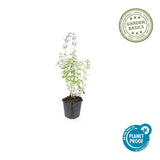Product afbeelding 2