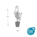 Product afbeelding 4