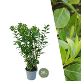 Product afbeelding 2
