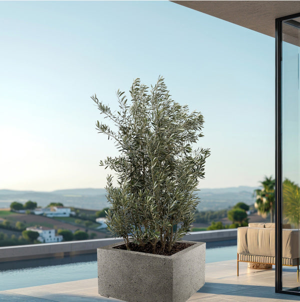 Olea Europaea Oliven Strauch - 250cm kopen bij Green Bubble