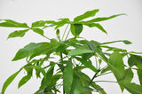 Product afbeelding 3