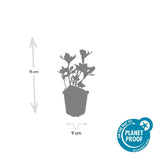 Product afbeelding 3