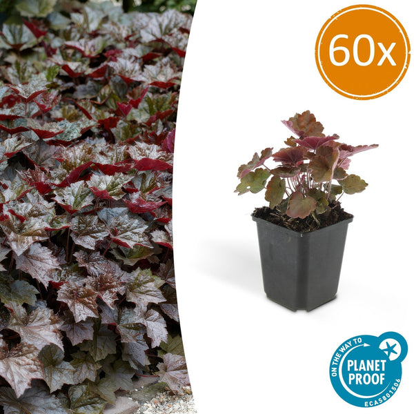 Heuchera ‘Palace Purple’ - 20 cm kopen bij Green Bubble