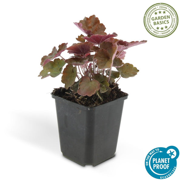 Heuchera ‘Palace Purple’ - 20 cm kopen bij Green Bubble