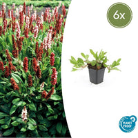 Persicaria aff. 'Darjeeling Red' - 20cm