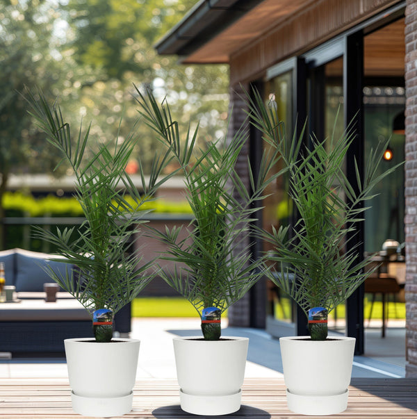 Oferta combinada - 3x Phoenix Canariensis - 80cm kopen bij Green Bubble