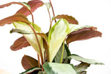 Product afbeelding 3