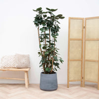Polyscias Fabian XXL - 180 cm
