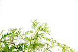Product afbeelding 3