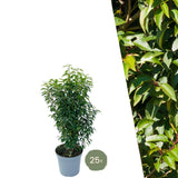 Product afbeelding 1