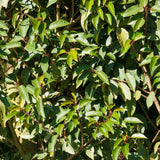 Product afbeelding 2
