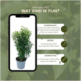 Product afbeelding 5
