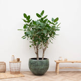 Product afbeelding 6