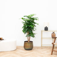 Radermachera Hainanensis - 130cm