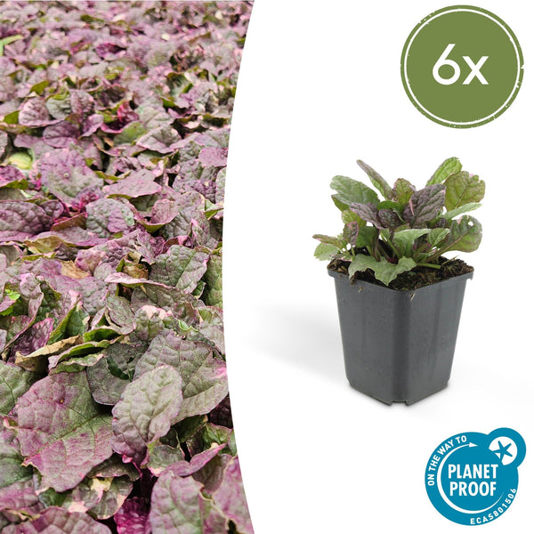 Ajuga reptans 'Burgundy Glow' - 20cm kopen bij Green Bubble