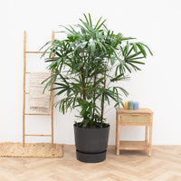 Rhapis Excelsa XXL - 200cm