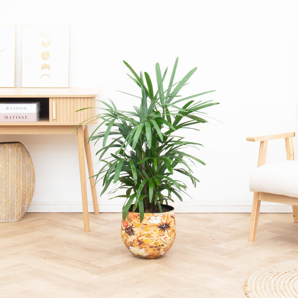 Rhapis Excelsa - 100cm kopen bij Green Bubble