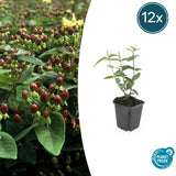 Product afbeelding 7