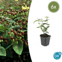 Hypericum Inodorum 'Rheingold' - 20cm
