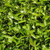 Product afbeelding 4