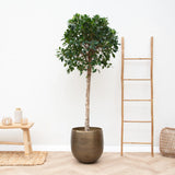 Product afbeelding 3