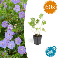 Geranium Rozanne - 20cm