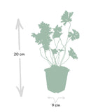 Product afbeelding 4