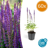 Salvia Nemorosa 'Ostfriesland' - 20cm