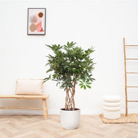 Schefflera Arboricola Compacta gevlochten stam - 130cm