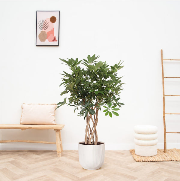 Schefflera Arboricola Compacta geflochtener Stamm - 130cm kopen bij Green Bubble
