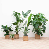 Product afbeelding 3