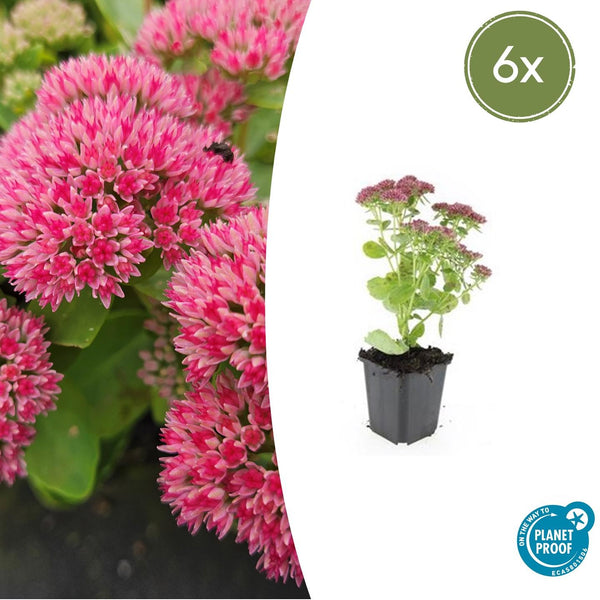 Sedum 'Herbstfreude' - 20cm kopen bij Green Bubble