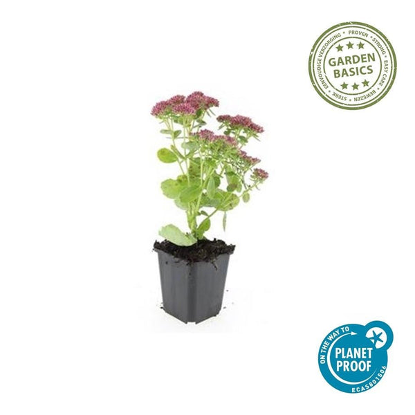Sedum 'Herbstfreude' - 20cm kopen bij Green Bubble