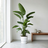 Product afbeelding 5