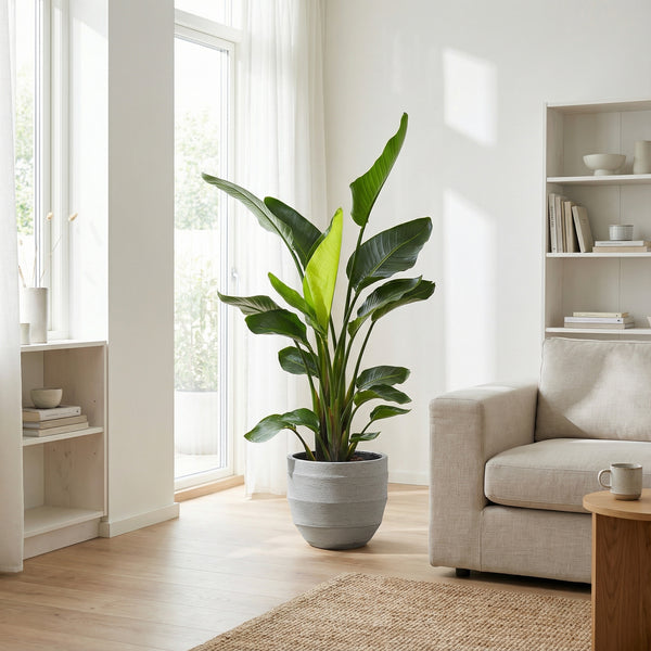 Strelitzia Nicolai - 150cm kopen bij Green Bubble