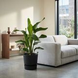 Product afbeelding 5