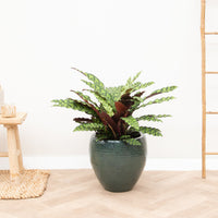 Calathea Lancifolia - 100 cm