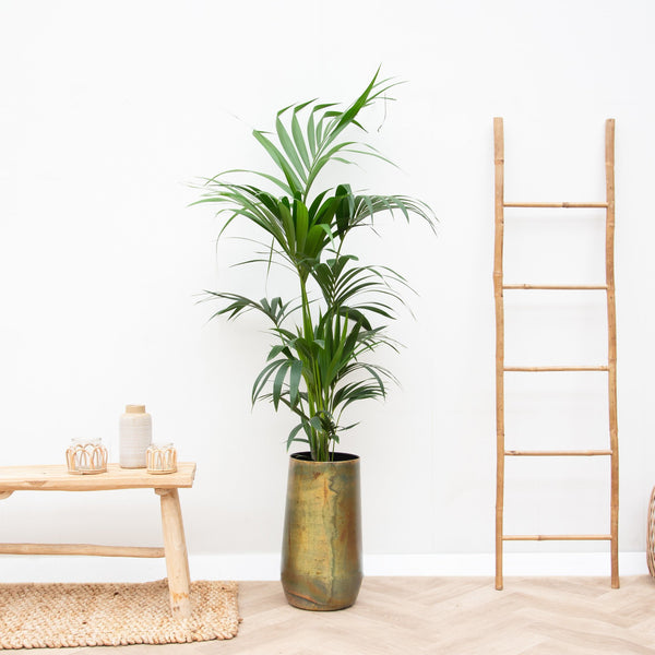 Combi deal - Kentia Palm inklusive Vase Elisa - 170cm kopen bij Green Bubble