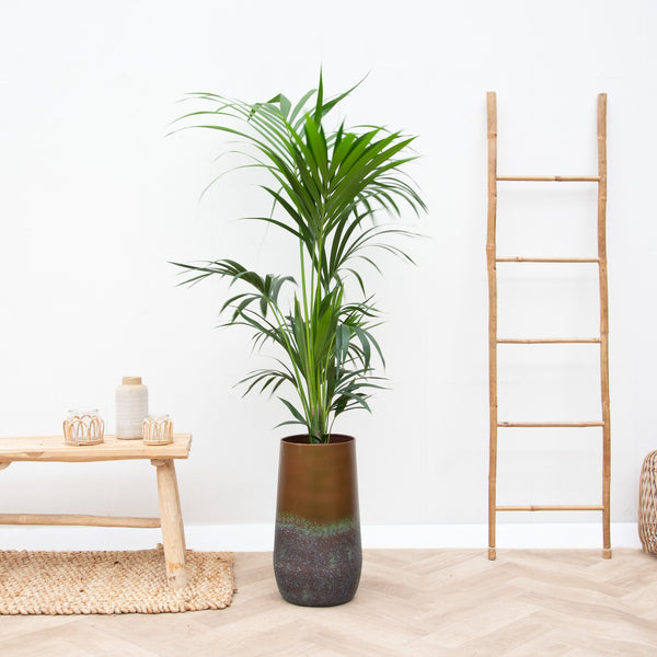 Combi deal - Kentia Palm inklusive Vase Elisa - 170cm kopen bij Green Bubble