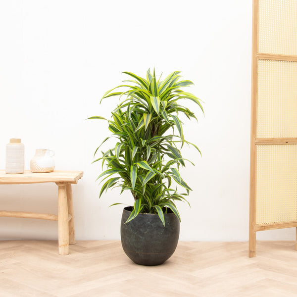 Dracaena Deremensis Lemon Lime ramifié - 100cm kopen bij Green Bubble