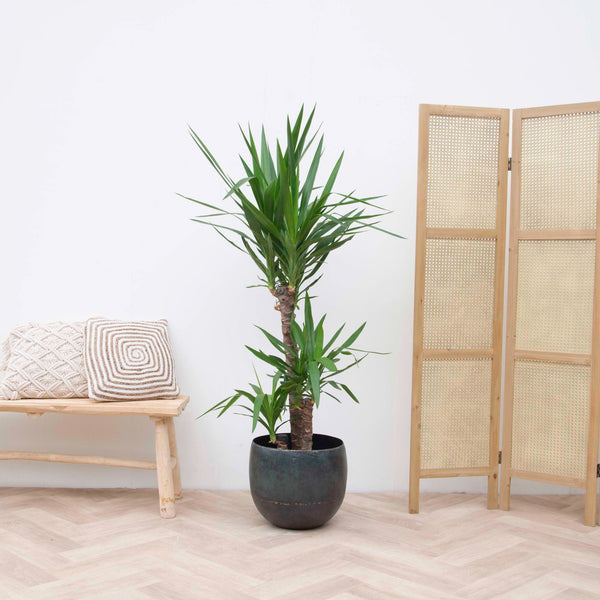 Yucca Elephantipes  - 140cm kopen bij Green Bubble