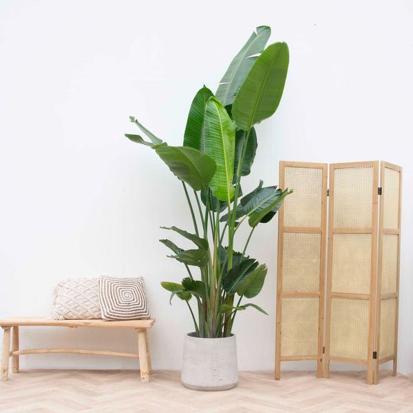 Strelitzia Nicolai XL - 225cm kopen bij Green Bubble