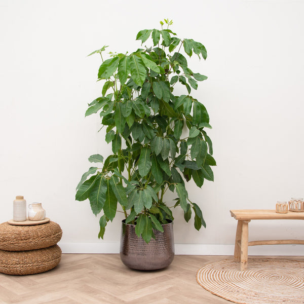 Schefflera Amate  - 200cm kopen bij Green Bubble