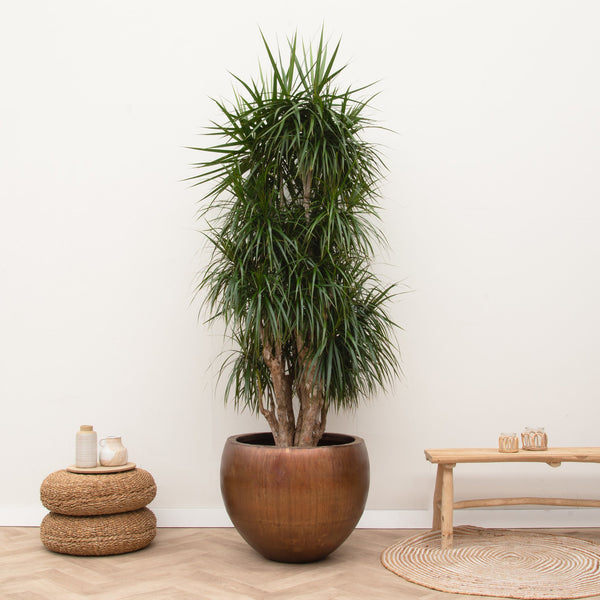 Dracaena Marginata forgrenet XXL - 200cm kopen bij Green Bubble