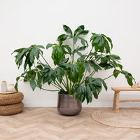 Philodendron Green Wonder deluxe - 150cm