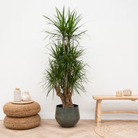 Dracaena Marginata forgrenet - 150 cm