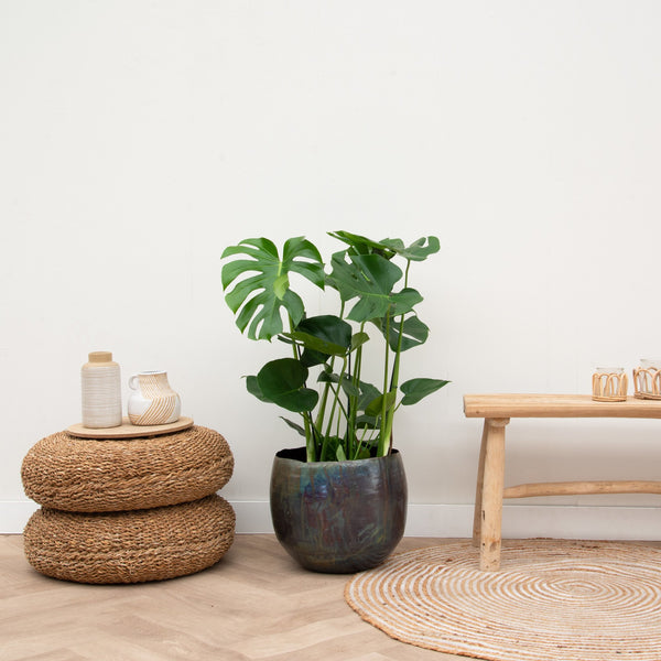 Monstera Deliciosa - 90cm kopen bij Green Bubble