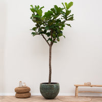 Ficus Lyrata XXXL - 270cm