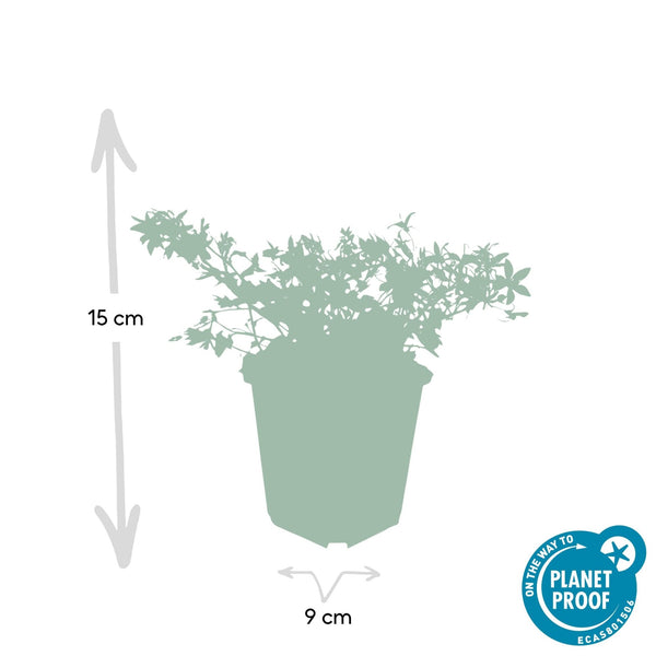 Campanula poscharskyana 'Stella' - 20cm kopen bij Green Bubble