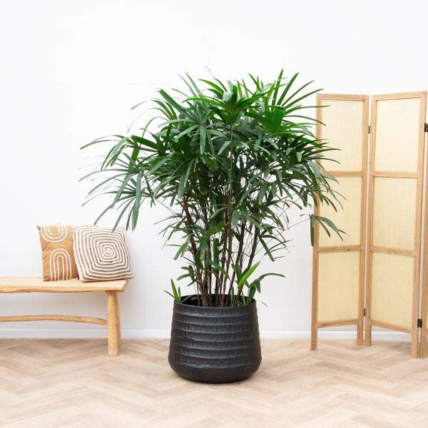 Rhapis Excelsa - 120 cm kopen bij Green Bubble